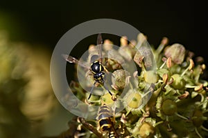 Ivy (Hedera helix) - flowers with insects