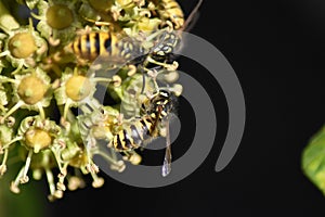 Ivy (Hedera helix) - flowers with insects