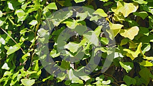 Ivy - Hedera Helix. Green Ivy Leaves Or Hedera Helix L. Plant That Belongs To The Araliaceae Family. Still.
