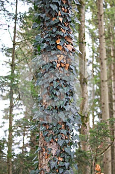 Ivy Hedera helix on tree, green Ivy leaves