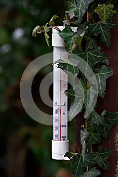 Ivy (Hedera helix) twinning around a subzero outdoor thermometer