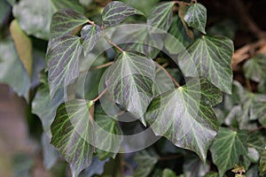 Ivy Hedera helix `WOERNER` on tree,