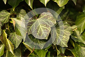 Ivy Hedera helix `WOERNER` on tree,