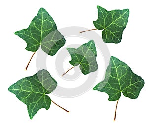 Ivy Hedera plant leaf isolated over white