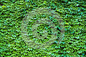 Ivy Hedera. Wall covered with foliage. Natural green background.