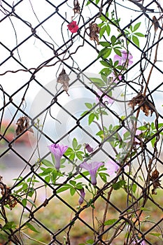 ivy intertwined mesh fence photo