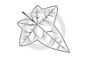 Ivy, ivy leaf
