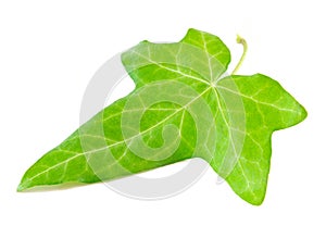 Ivy leaf