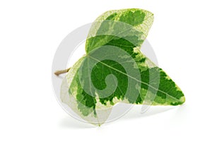 Ivy leaf