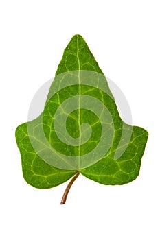 Ivy leaf