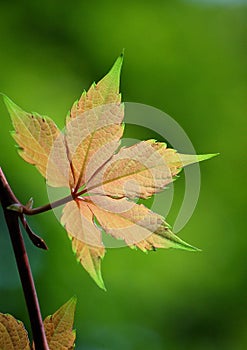 Ivy Leaf, close up