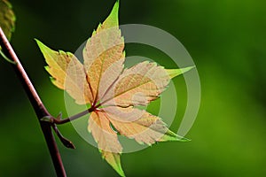 Ivy Leaf, close up