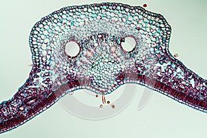 Ivy leaf in cross section