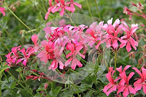 Ivy Leaf Geranium Flowers