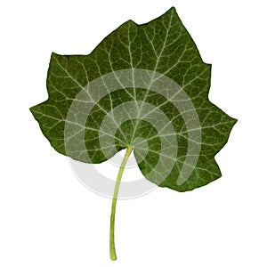 Ivy leaf isolated isolated over white