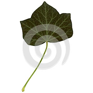 Ivy leaf isolated over white