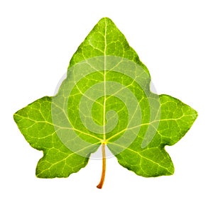 Ivy leaf