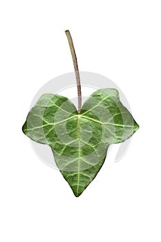 Ivy leaf isolated on white