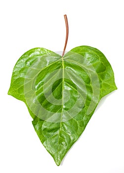 Ivy leaf isolated on white background