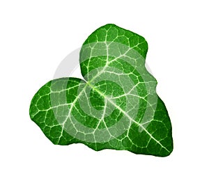 Ivy leaf