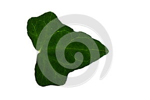 Ivy leaf isolated on white
