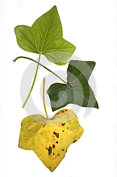 Ivy Leaf Lifecycle