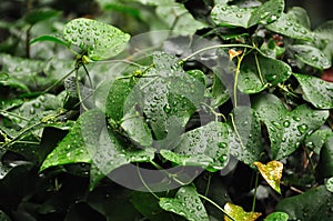 Ivy leaf with raindrops