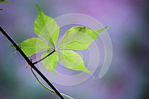 An ivy Leaf in summer, close up