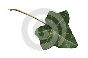 Ivy leaf on white