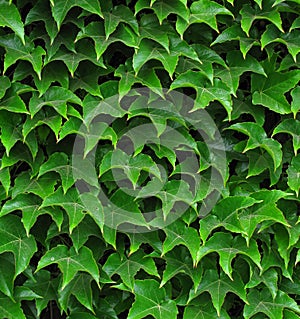 Ivy leafs photo