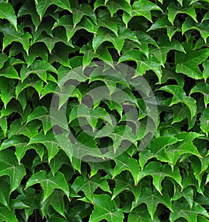 Ivy leafs