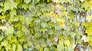 Ivy leafs