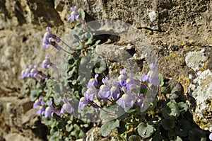 Ivy-Leaved Toadflax - Cymbalaria muralis photo