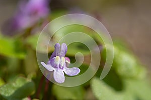 Ivy leaved toadflax cymbalaria muralis