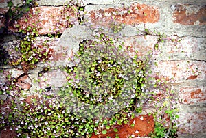 Ivy-leaved toadflax (Cymbalaria muralis)