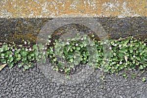 Ivy-leaved Toadflax Cymbalaria muralis  flowers.