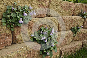 Ivy-Leaved Toadflax photo