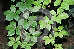 Ivy leaves