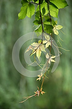 Ivy leaves