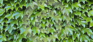 Ivy leaves close up. Green ivy wall, nature texture. Nature background. Ivy pattern