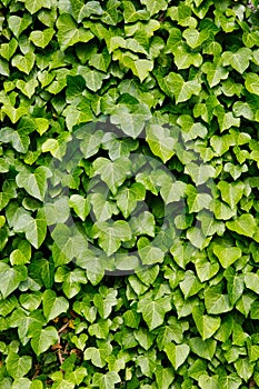 Ivy leaves covering a tree trunk- Hedera Helix
