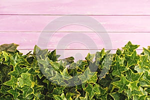 Ivy leaves detail, macro photography of hedera, green plant detail on pink wooden background