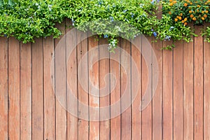 Ivy leaves draped over a bright red wooden wall