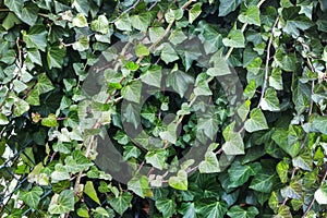 Ivy leaves green background