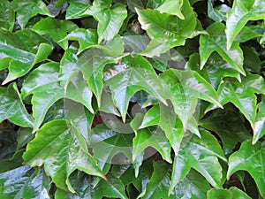 Ivy leaves green protection barrier beautiful natural intimacy photo