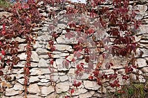 Ivy leaves, liana twigs cover ancient coquina stones wall, hard shadows in the sun, abandoned yard in countryside