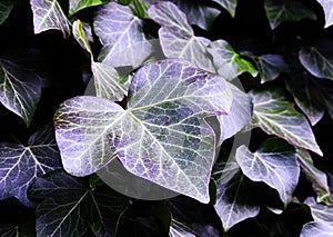 Ivy Leaves With Natural Purple Hues