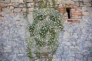 Ivy leaves plant growing on the side of an old stone house. Farm life, italian countryside