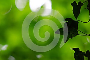 Ivy leaves silhouette in the woods at Houghton Regis Quarry`s Lake in Bedfordshire.