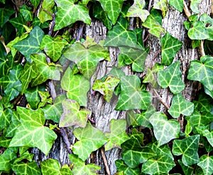 Ivy leaves